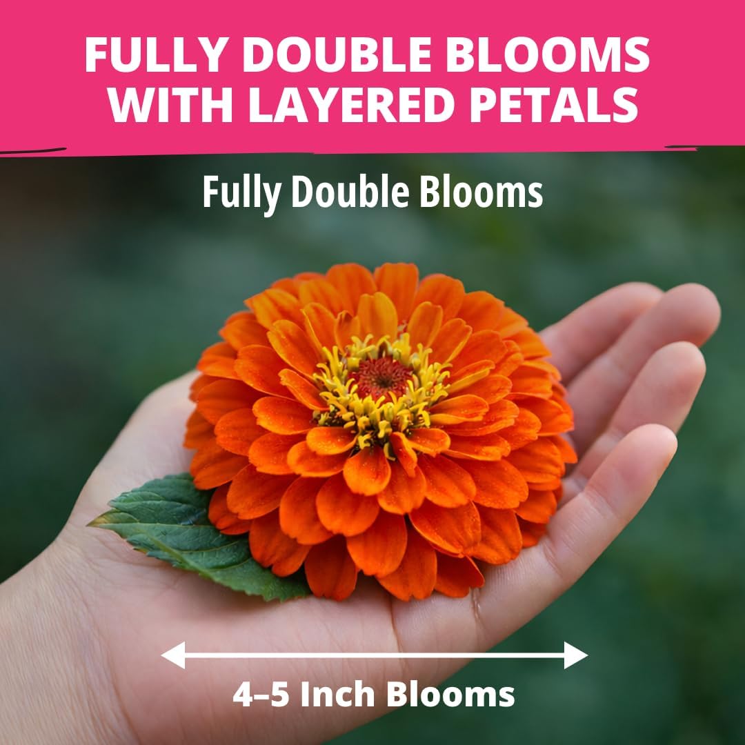 HOME GROWN Zinnia Dahlia Flower Seeds