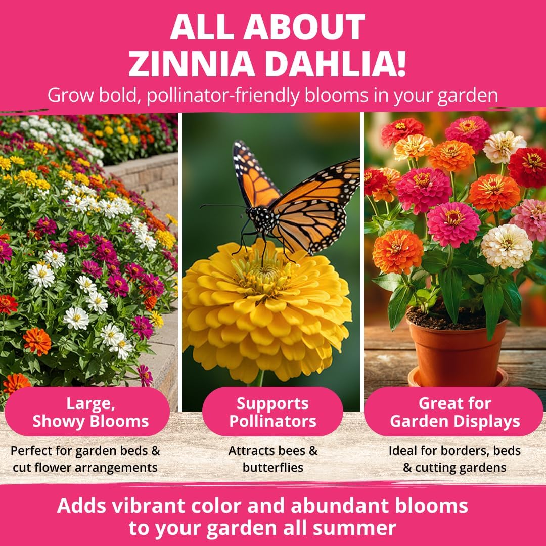 HOME GROWN Zinnia Dahlia Flower Seeds