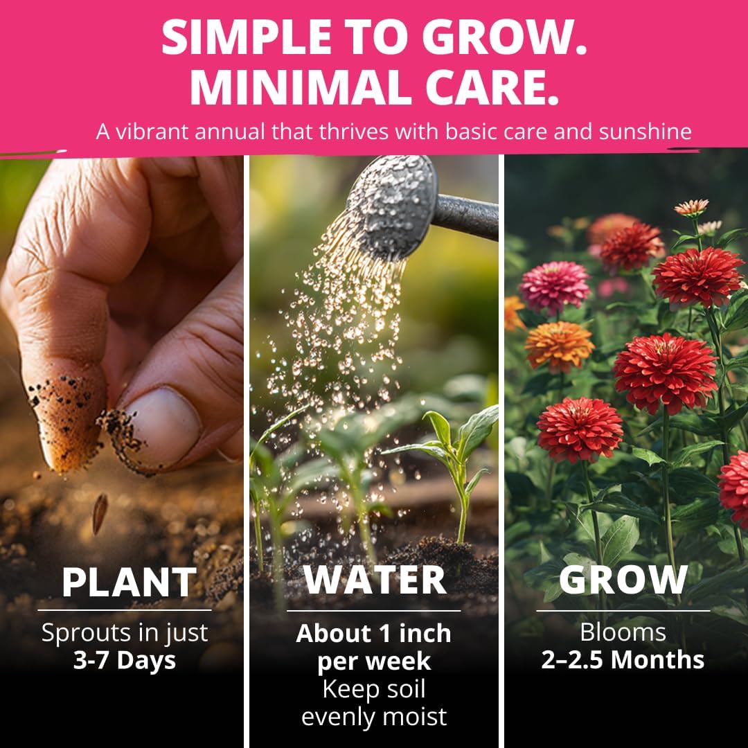 HOME GROWN Zinnia Dahlia Flower Seeds