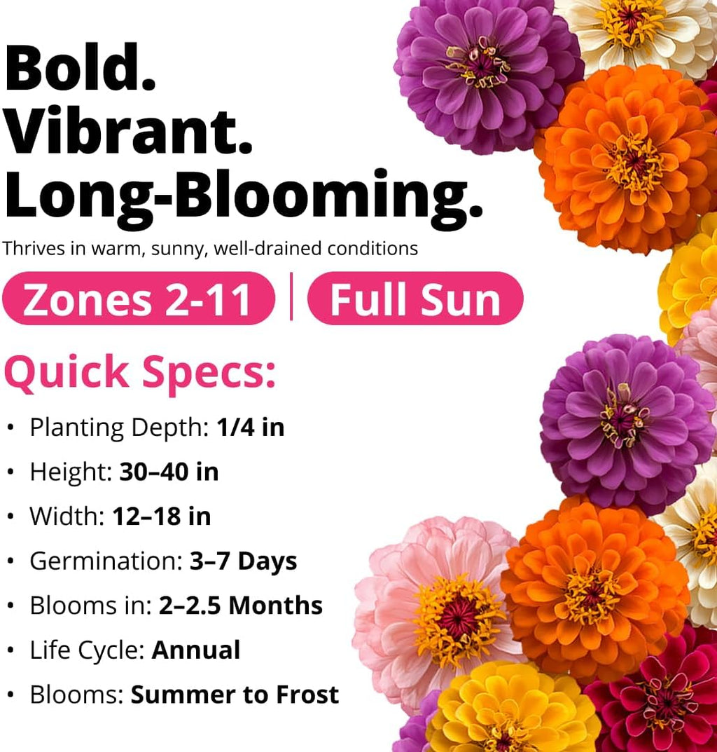 HOME GROWN Zinnia Dahlia Flower Seeds