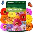 HOME GROWN Zinnia Dahlia Flower Seeds